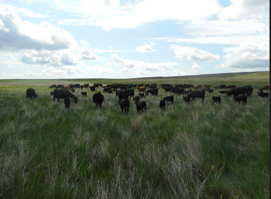 Taste the Difference T Bar J Ranch Beef Bundle – 25 lbs of All-Natural Montana Beef + $200 Beef Bucks